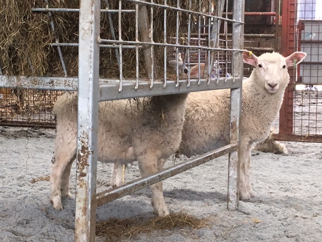 Lambs on Cozi-Bed